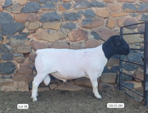 LOT 58 1X FLOCK DORPER RAM Cronje Dorpers