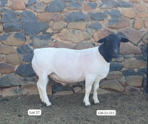 WITHDRAWN - LOT 57 1X DORPER RAM Cronje Dorpers