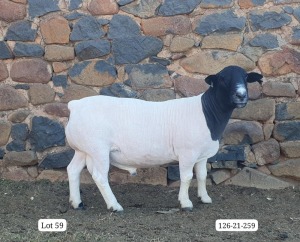 LOT 59 1X FLOCK DORPER RAM Cronje Dorpers