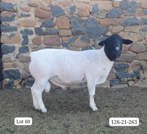 WITHDRAWN - LOT 60 1X DORPER RAM Cronje Dorpers