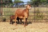 1X OOI met lam/EWE with lamb Thaba Meatmasters - Chris Barkhuizen - 076 8506726 - 2