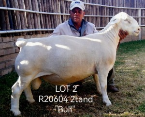 LOT 2 1X STUD WHITE DORPER RAM Larry Snyders Wit Dorpers