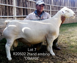 WITHDRAWN - LOT 7 1X WHITE DORPER RAM Larry Snyders Wit Dorpers