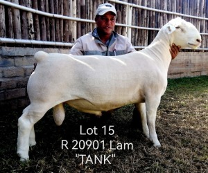 LOT 15 1X FLOCK WHITE DORPER RAM Larry Snyders Wit Dorpers