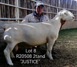 LOT 8 1X STUD WHITE DORPER RAM Larry Snyders Wit Dorpers