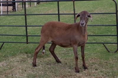 1X OOI/EWE B3 Genetics - Charles Freeme - 074 207 0007 (Highest Bidder may choose A or B of Lot round or take all - Pay per piece. Choice once per Lot round, Rest to take all)