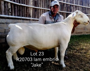 LOT 23 1X T5 WHITE DORPER RAM Larry Snyders Wit Dorpers