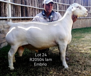 LOT 24 1X T5 WHITE DORPER RAM Larry Snyders Wit Dorpers