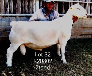 LOT 32 1X FLOCK WHITE DORPER RAM Larry Snyders Wit Dorpers