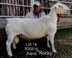 LOT 16 1X STUD WHITE DORPER RAM Larry Snyders Wit Dorpers