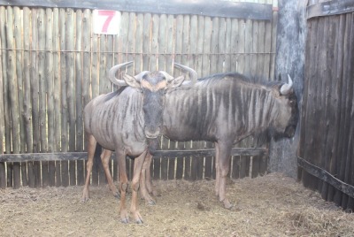 2 X BLOUWILDEBEES M:2 MBWB2 (PER STUK OM LOT TE NEEM)