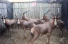 5 X BLESBOK M:5 MBWB3 (PER STUK OM LOT TE NEEM)