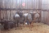 4 X BLOUWILDEBEES M:4 MBWB2 (PER STUK OM LOT TE NEEM)