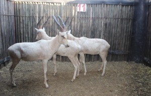 3 X WIT BLESBOK M:3 MBWB1 (PER STUK OM LOT TE NEEM)