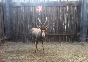 1 X BLESBOK M:1 17" MBWB3 (PER STUK OM LOT TE NEEM)