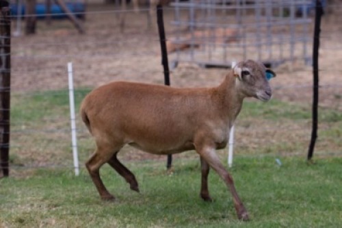 1X OOI/EWE B3 Genetics - Charles Freeme - 074 207 0007