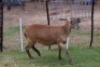 1X OOI/EWE B3 Genetics - Charles Freeme - 074 207 0007