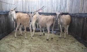 4 X ELAND V/F:4 MBWB2 (PER STUK OM LOT TE NEEM)