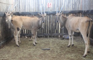 3 X ELAND V/F:3 MBWB2 (PER STUK OM LOT TE NEEM)