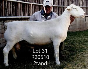 LOT 31 1X FLOCK WHITE DORPER RAM Larry Snyders Wit Dorpers