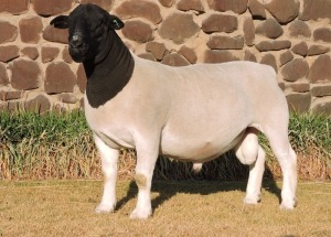 LOT 26 1X STUD DORPER RAM Izak Nel Dorpers