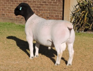 LOT 27 1X STUD DORPER RAM Izak Nel Dorpers