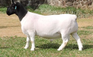 LOT 29 1X STUD DORPER RAM Izak Nel Dorpers