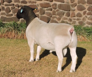 LOT 28 1X FLOCK DORPER RAM Izak Nel Dorpers