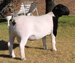 LOT 30 1X FLOCK DORPER RAM Izak Nel Dorpers