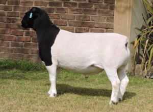 LOT 69 1X FLOCK DORPER RAM Izak Nel Dorpers