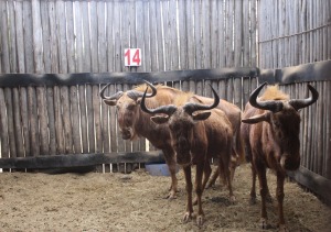 3 X GOUEWILDEBEES M:3 MBWB10 (PER STUK OM LOT TE NEEM)