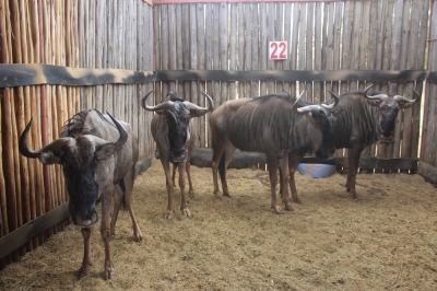 4 X BLOUWILDEBEES M:4 MBWB2 (PER STUK OM LOT TE NEEM)