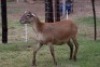 1X OOI/EWE B3 Genetics - Charles Freeme - 074 207 0007 - 4