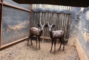 2 X SWART ROOIBOK M:2 2X PENKOP BOERGEES