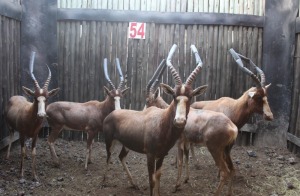 3 X BLESBOK M:3 MBWB3 (PER STUK OM LOT TE NEEM)