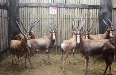 7 X BLESBOK M:7 MBWB3 (PER STUK OM LOT TE NEEM)