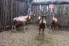 5 X BLESBOK M:5 MBWB3 (PER STUK OM LOT TE NEEM)