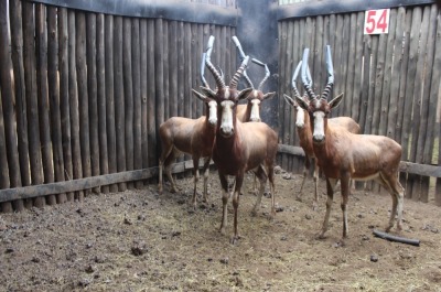 2 X BLESBOK M:2 16" MBWB3