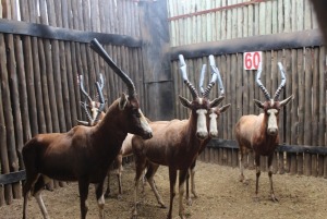 6 X BLESBOK M:6 MBWB3 (PER STUK OM LOT TE NEEM)