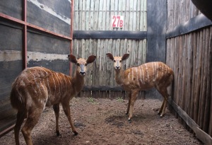 2 X NYALA V/F:2 KROMELLENBOOG (PER STUK OM LOT TE NEEM)