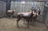 4 X BLESBOK M:4 MBWB3 (PER STUK OM LOT TE NEEM)