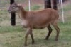 1X OOI/EWE B3 Genetics - Charles Freeme - 074 207 0007 - 6