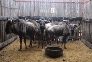 5 X BLOUWILDEBEES M:5 MBWB2 (PER STUK OM LOT TE NEEM)