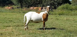 1X OOI/EWE B3 Genetics - Charles Freeme - 074 207 0007 