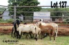 LOT 127 3X MEATMASTER OOIE MET LAMMERS/EWE WITH LAMBS LAPFONTEIN MEATMASTERS(PER STUK OM LOT TE NEEM/PER PIECE TO TAKE THE LOT)