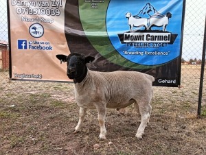 LOT 3 1X FLOCK DORPER RAM Mount Carmel Tweeling Stoet