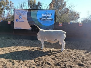 LOT 9 1X FLOCK DORPER RAM Mount Carmel Tweeling Stoet