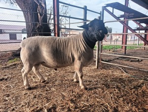 LOT 10 1X FLOCK DORPER RAM Mount Carmel Tweeling Stoet