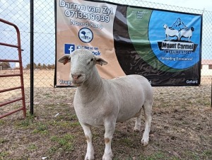 LOT 17 1X FLOCK WHITE DORPER RAM Mount Carmel Tweeling Stoet