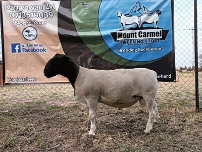 LOT 25 1X FLOCK DORPER RAM Mount Carmel Tweeling Stoet